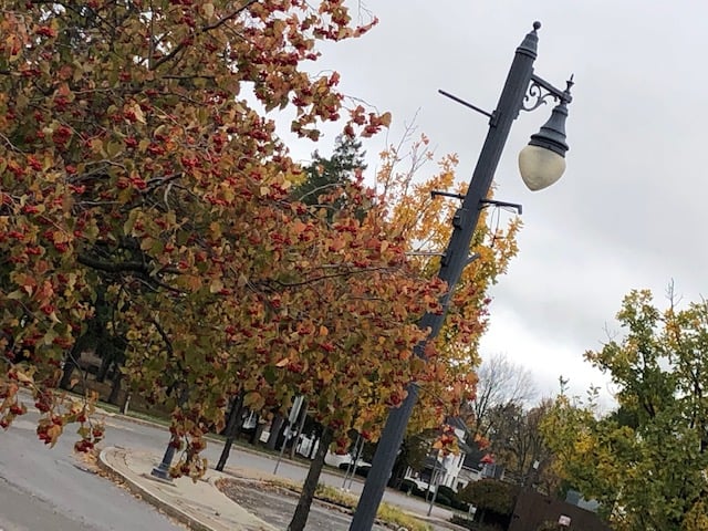 Tree and lamp post