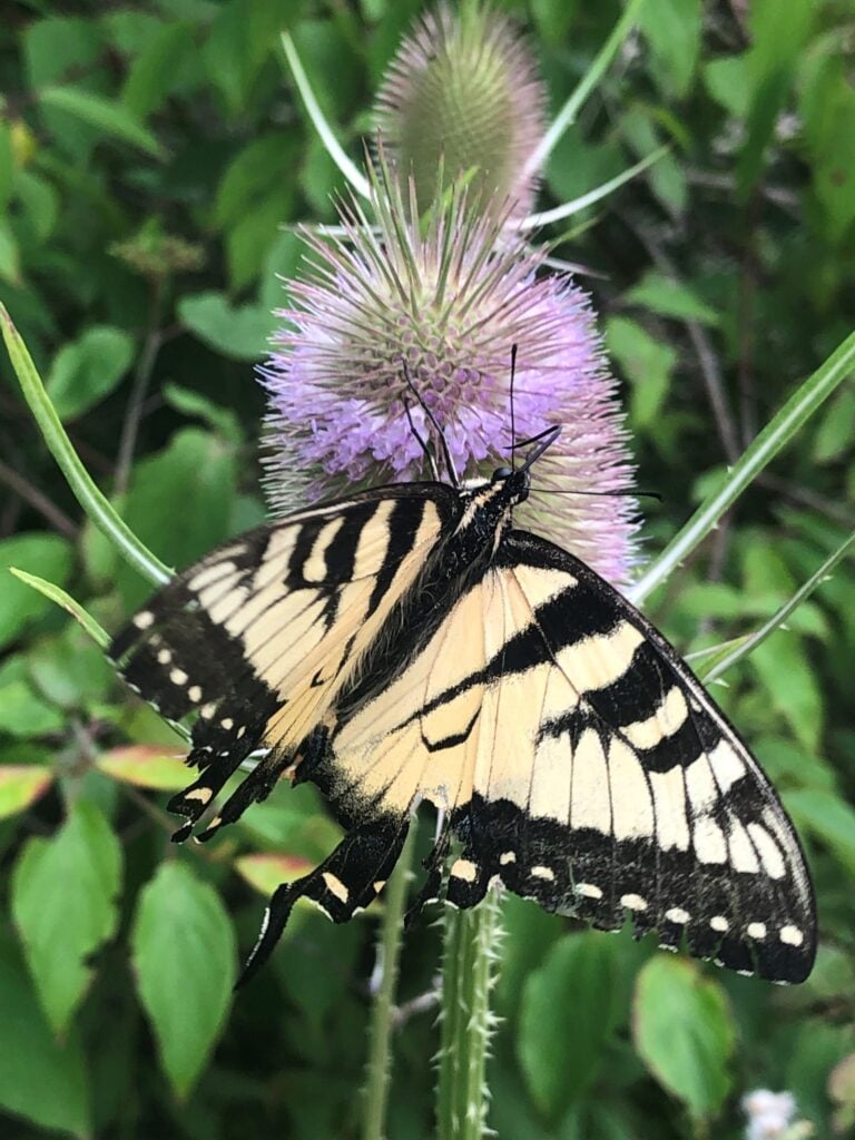 Swallowtail butterly