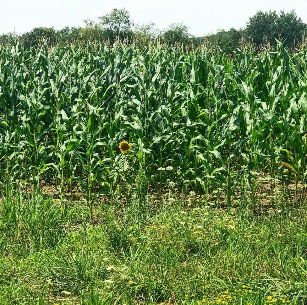 A Single Sunflower